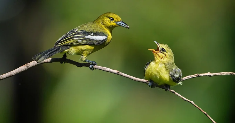 Why beginners should start with long tail, not short tail